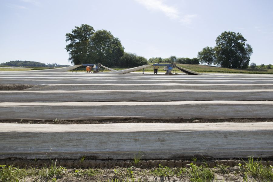 Gastarbeiter Spargelstechen Personenfreizügigkeit SVP