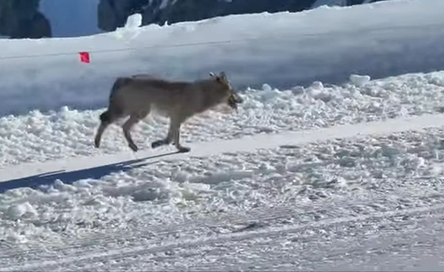 Erst letzten Donnerstag filmten Berggänger auf dem Berg Testa Grigia ebenfalls einen Wolf – auf fast 3500 Metern Höhe.