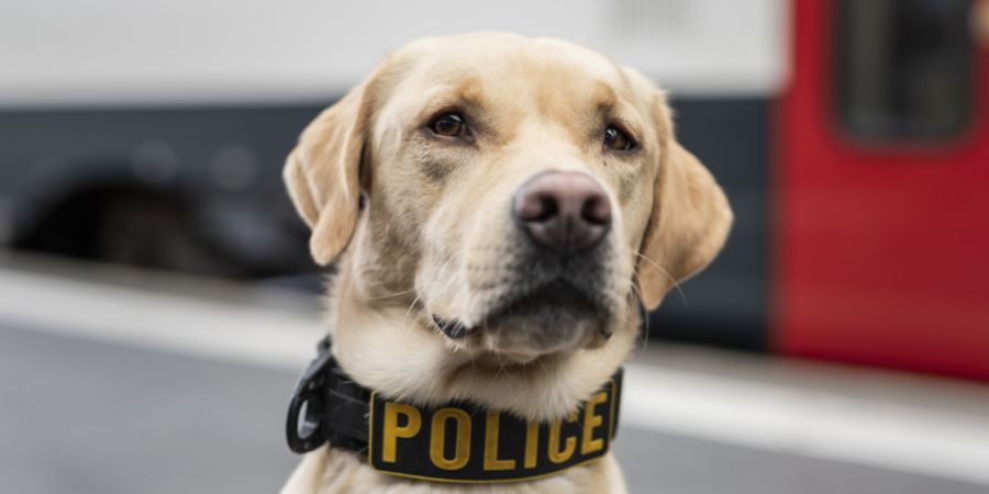Ein Spürhund der Polizei hat einen der mutmasslichen Einbrecher im Gebäude gefunden. (Symbolbild)