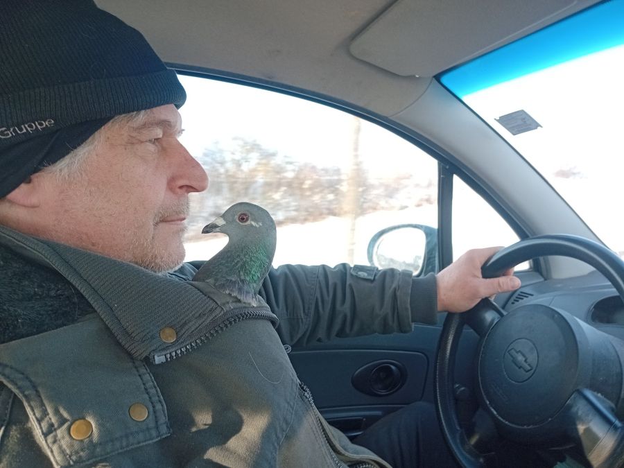 Gerne sitzt die Taube sogar in Michael Bübls Mantelkragen und begleitet ihn auf seinen geschäftlichen Terminen.