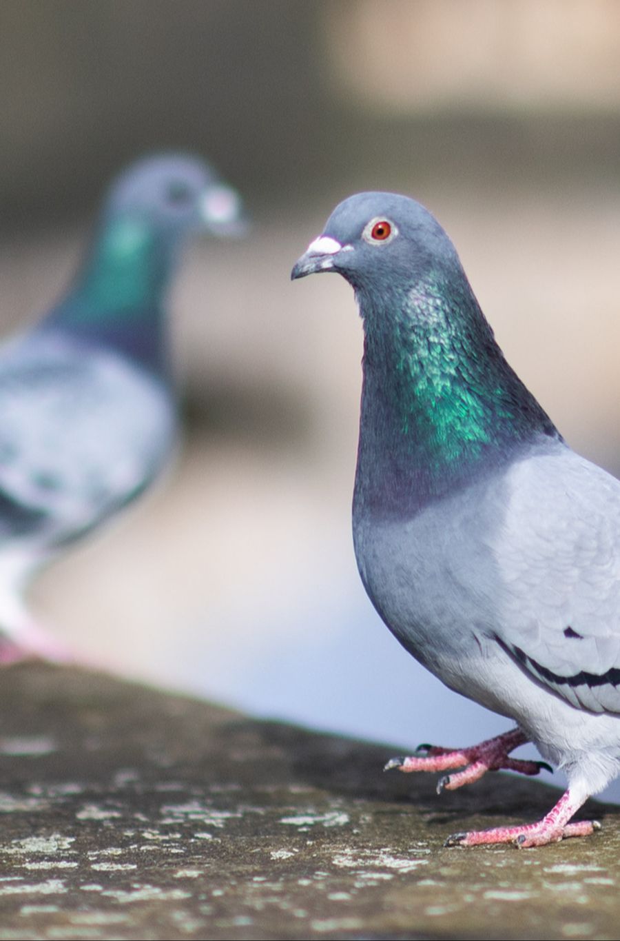 «Wir überlegen, ob es nicht möglich wäre, in einen konstruktiven Dialog mit der Stadt einzutreten», sagt Esther Geisser, Präsidentin von Netap.