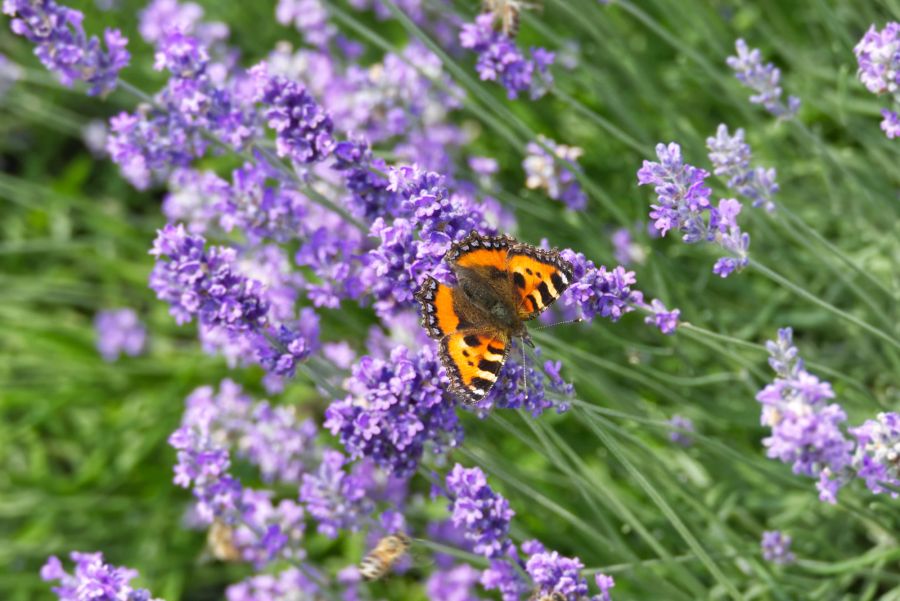 Schmetterling auf Lavendelblüte