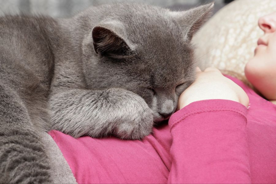 Katze kuschelt Menschen