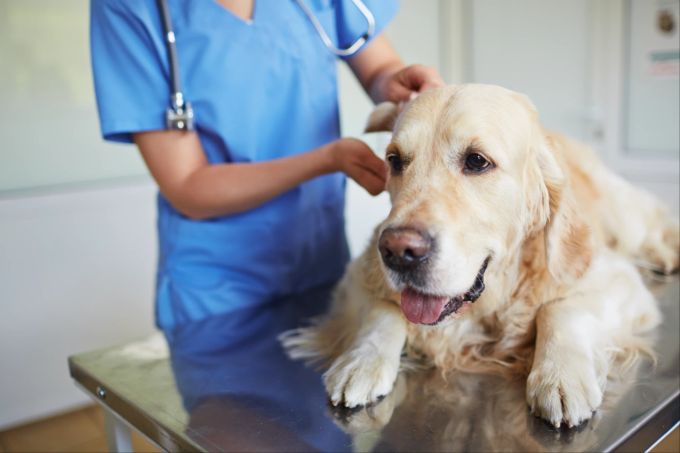 Gehen Sie mit ihrem Vierbeiner regelmässig zum Tierarzt. Labrador bei der tierärztlichen Untersuchung.