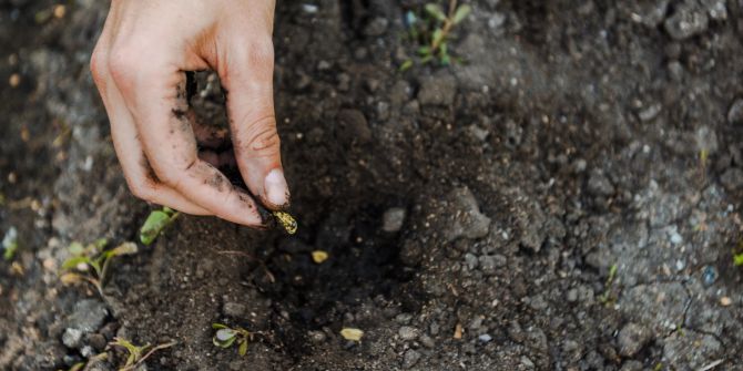 frauenhände, setzling, erde, gartenarbeit