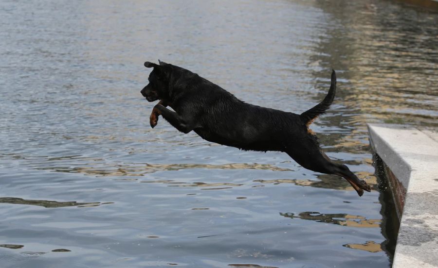 Sie befürchten, dass sie durch eine falsche Antwort ihren Hund verlieren könnten.