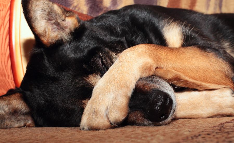 Hund schläft