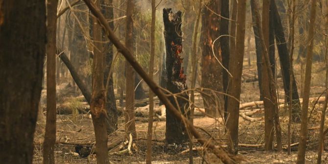 Waldbrände wüten in Teilen Australiens