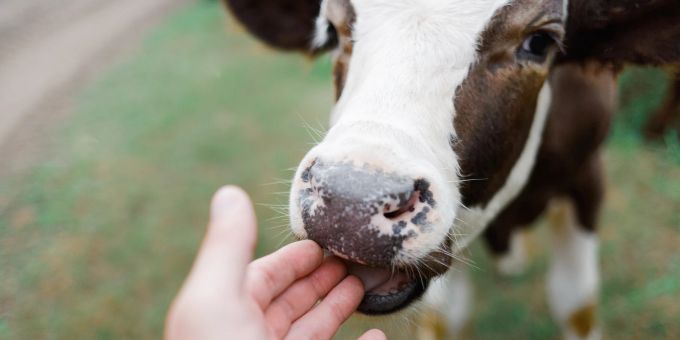 Die Bedürfnisse und Emotionen unserer Nutztiere werden oft übersehen. Dabei sind sie uns mit ihren Fähigkeiten und ihrer Sensibilität viel ähnlicher, als viele von uns denken. Kuh