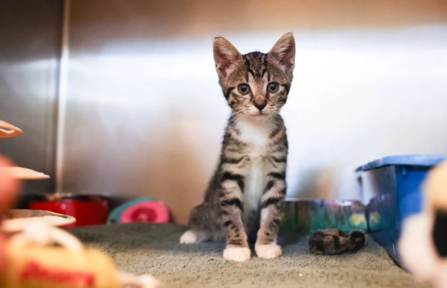 Gründe dafür muss eine Verwaltung nicht nennen. Es gibt auch kein Gleichbehandlungs-Gebot. So kann es sein, dass ein Mieter keine Katzen halten darf, der Nachbar aber schon.