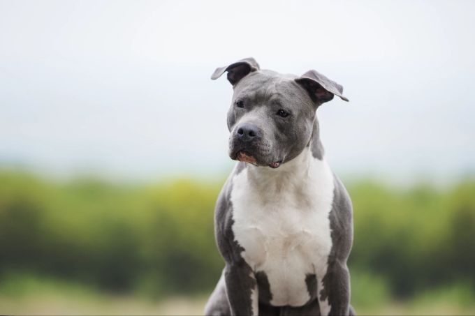 Oft als Listenhund geführt: American Staffordshire Terrier. American Staffordshire Terrier