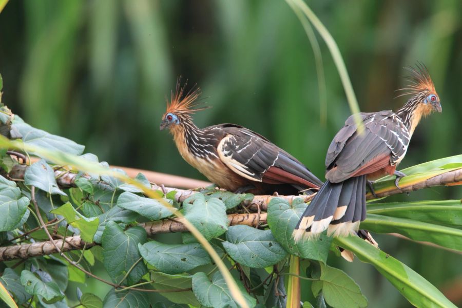 Auch der Hoatzin sieht sehr exotisch und aussergewöhnlich aus – vor allem sein Kopfschmuck.