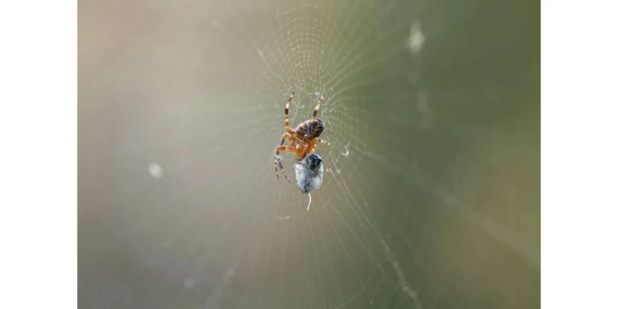 Für Spinnen sind nur Temperaturen «deutlich unter 0 Grad» ein Problem, sagt ein Experte. (Symbolbild: Nosferatu-Spinne)