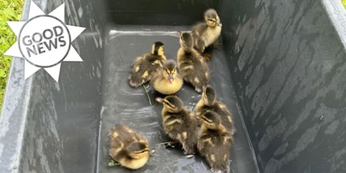 Ente gut, alles gut - Feuerwehr rettet Küken und übergibt sie Mutter