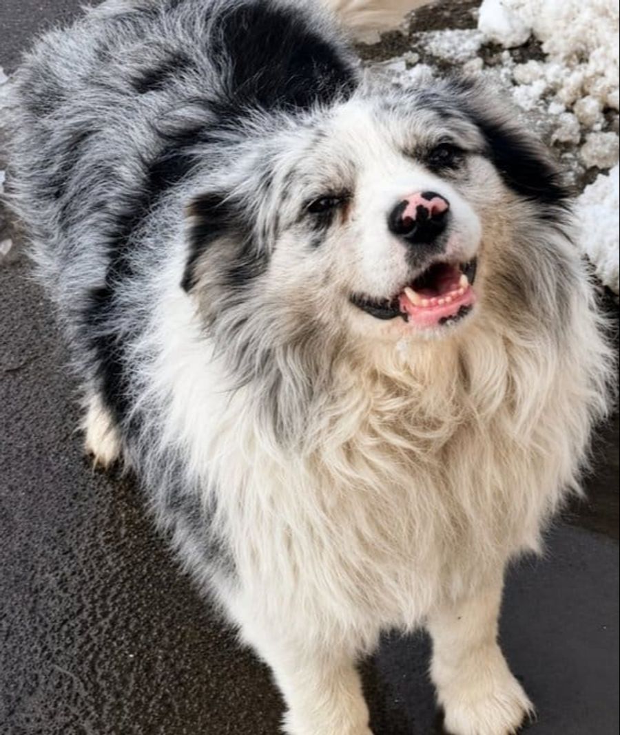 Doch der Hund war bereits an Gäste serviert worden.