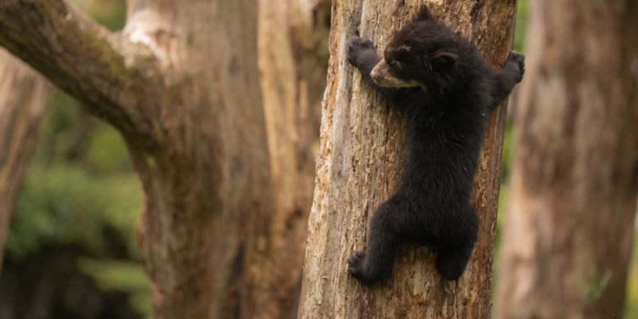 Die beiden jungen Brillenbären im Zoo Zürich entdecken bereits die Welt.