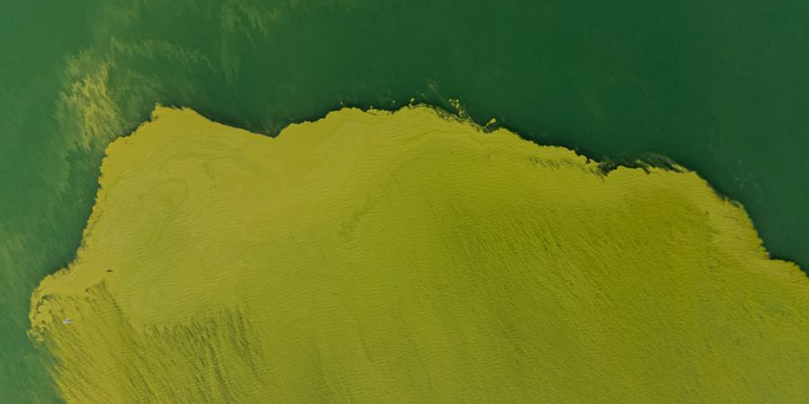Bei warmem Wetter können sich Blaualgen in Seen rasch vermehren. (Symbolbild)