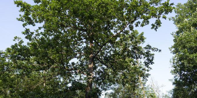 Ast Baum Trockenheit