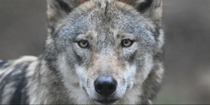 wolf
