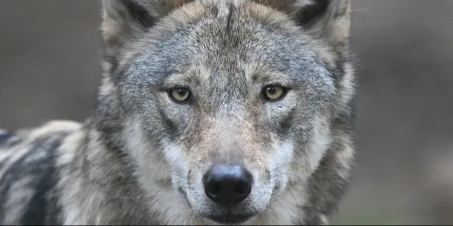 wolf
