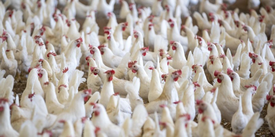 Mit einer Petition fordern Tierschützer unter anderem eine Reduktion der industriellen Intensivtierhaltung. (Symbolbild)