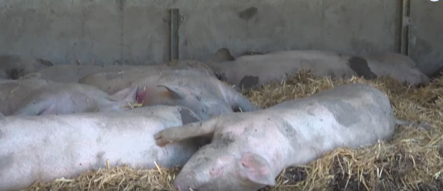 Die Tiere, die noch auf der Alp sind, leiden weiterhin unter der Hitze.