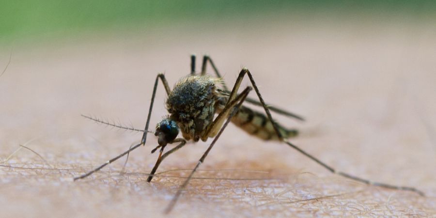 Verschiedene Mückenarten können das West-Nil-Virus übertragen. Darunter die heimische Gemeine Stechmücke, aber auch eingewanderte Arten wie die Asiatische Tigermücke. (Archivbild)