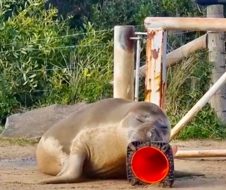 Neil the Seal