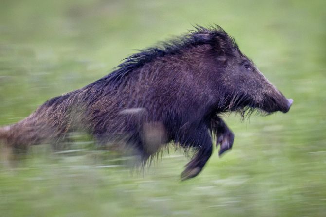 Wildschweine