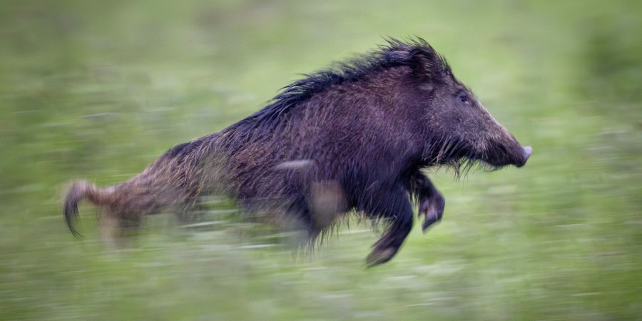 Wildschweine
