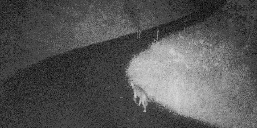 Bei den zwei in Alpthal SZ von einer Fotofalle erfassten Wölfen könnte es sich um ein Paar handeln.