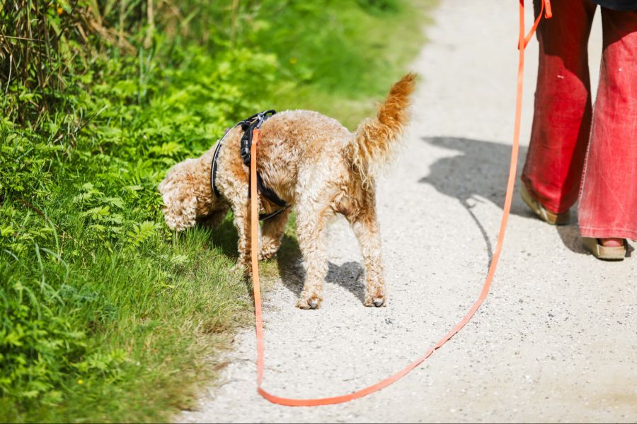 Hundehalterinnen und -halter sollten am 1. August ihren Wauwau draussen den ganzen Tag an der Leine führen – es droht Fluchtgefahr.