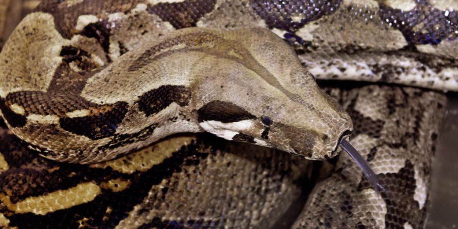ARCHIV - Eine Abgottschlange, auch bekannt unter den Namen Königsboa oder Boa constrictor, liegt am 03.02.2017 in einem Käfig der Wildtier- und Artenschutzstation Sachsenhagen (Nieder...