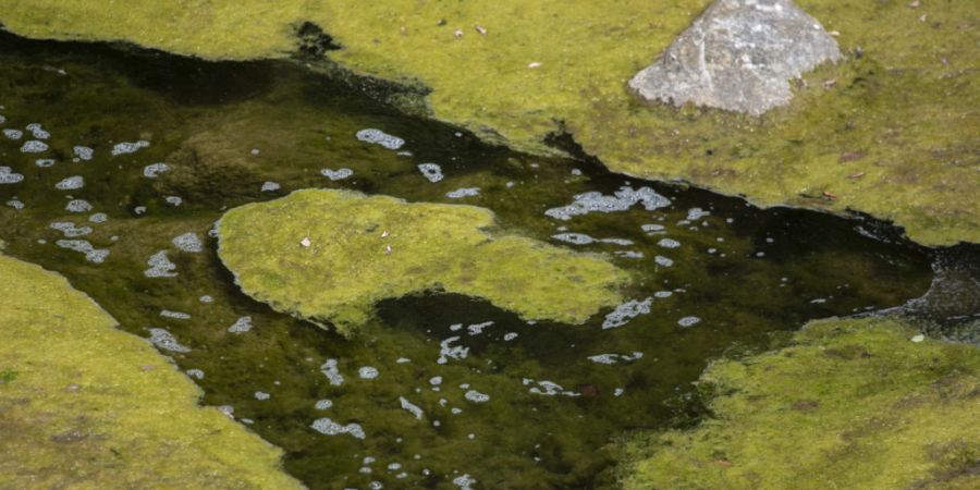 Die Wassertemperaturen im Rhein und in den Alpenseen steigen kontinuierlich an. Von dieser Entwicklung sind sowohl Mensch als auch Tier betroffen. (Archivbild)
