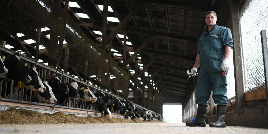 Die BTV-3-Viren werden durch blutsaugende Mücken aus der Gruppe Culicoides übertragen, sehr kleinen Mücken, die zu den Gnitzen gehören. (Archivbild)