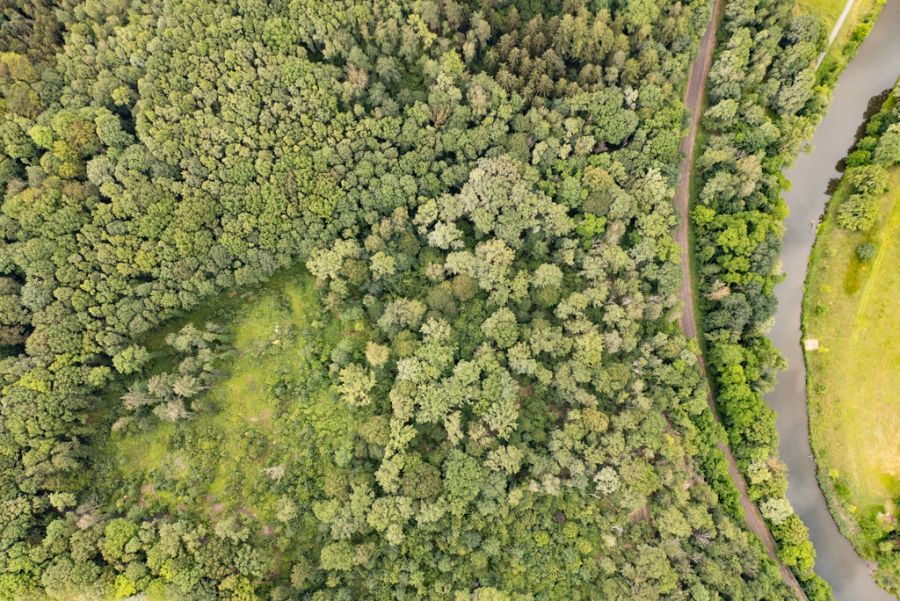 In diesem Waldstück wurde Valeriias Leiche nach tagelanger Suche gefunden.