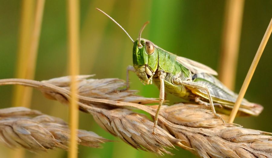 Auch in den USA sorgen die Insekten für rote Köpfe. (Symbolbild)