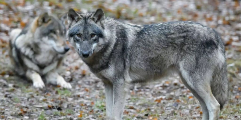 Zwei Wolfsrisse Im Kanton Freiburg