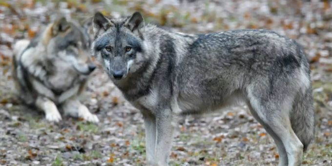 Wölfe in einem Gehege Wölfe in einem Gehege