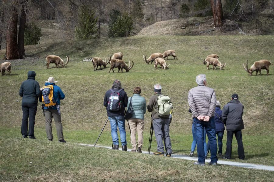 Die Steinböcke von Pontresina sind eine jährliche Touristenattraktion.