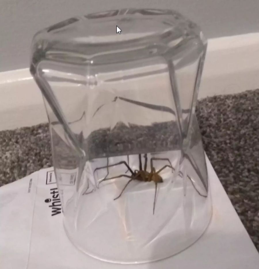 Spinne