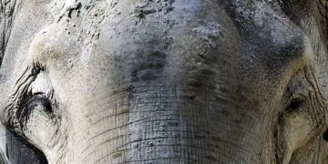 elefant maxi
