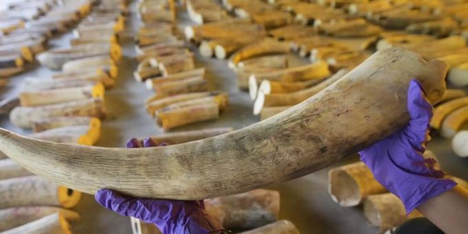 Nashorn-Hörner sind in China so teuer wie Gold. nashörn hörner