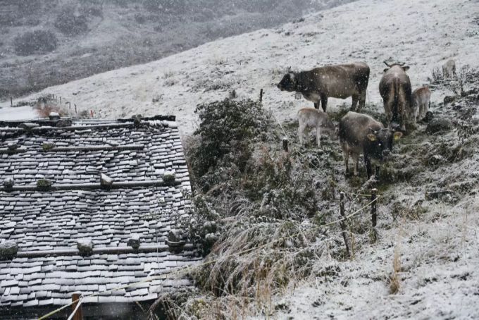 Kühe von Schweizer Bauern stehen auf einer Alp im Schnee. Alpabzug Bauern