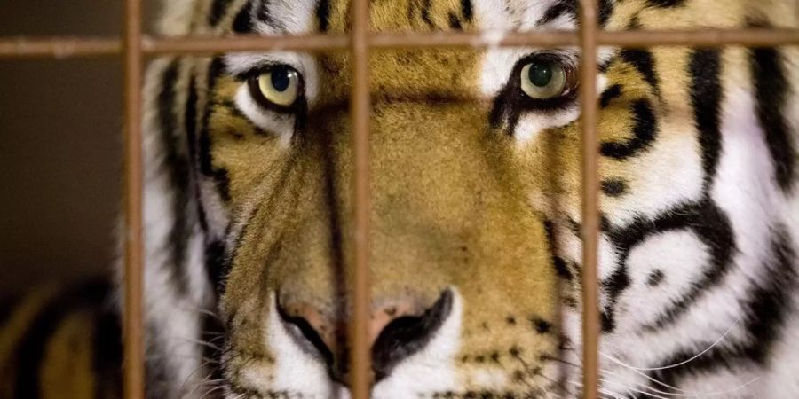 Tiger Rasputin im Allwetterzoo Münster