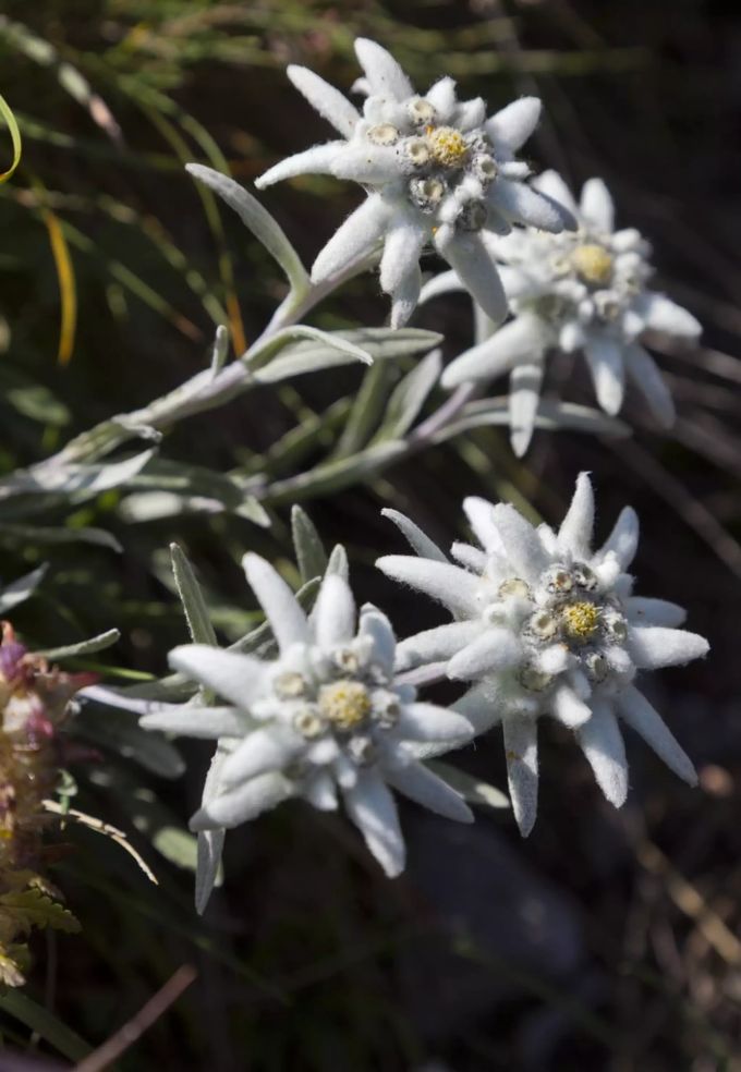 Die Edelweiss-Blume steht in der Schweiz unter Naturschutz und darf nicht gepflückt werden. edelweiss michelle hunziker