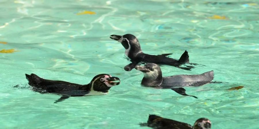 Berühmter Namensvater: Humboldt-Pinguine schwimmen in ihrem Becken im Londoner Zoo im Regent's Park. Foto: Kirsty O'connor/PA Wire