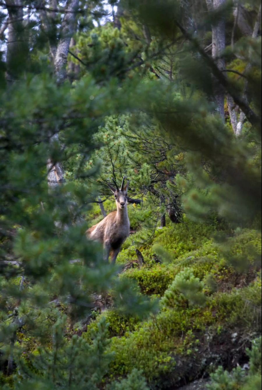 Nicht nur die Flora, sondern auch die Fauna kann man im Val Trupchun GR bestaunen.