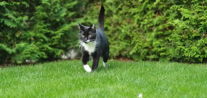 Katzen fressen Gras zur besseren Verdauung. Katze auf Gras