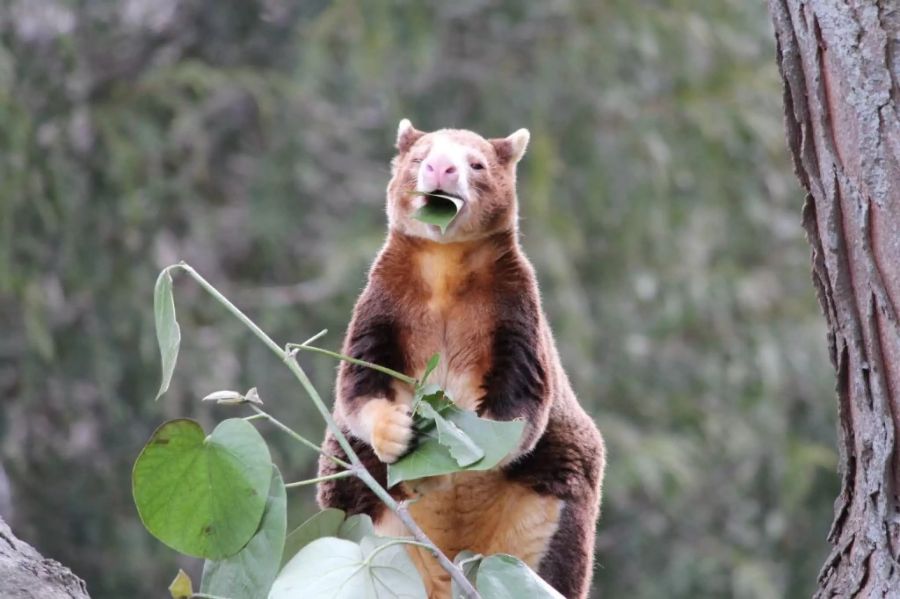 Baumkänguru